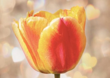 What Are Bokeh Backgrounds?