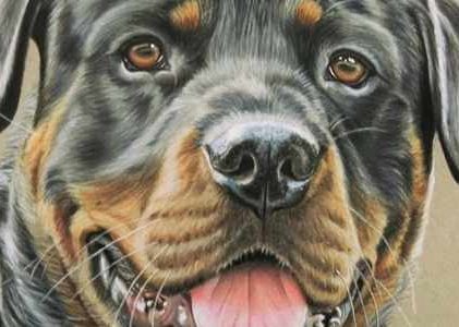 Rottweiler Tutorial from Peggy Osborne