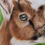 Baby Goat Tutorial