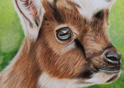 Baby Goat Tutorial